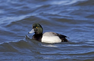Greater Scaup male in February breeding plumage Greater Scaup male in February breeding plumage