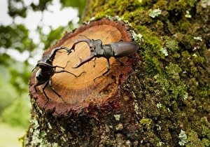 Greater Stag Beetles - males interacting Greater Stag Beetles - males interacting
