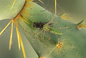 Green Lynx Spider - On prickly pear with captive prey Green Lynx Spider - On prickly pear with captive prey