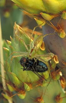 Green Lynx Spider - on prickly pear eating insect Green Lynx Spider - on prickly pear eating insect