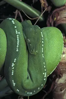 Australian Reptiles Prints: Green Python - Coiled