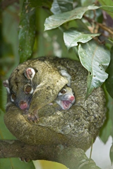 Green Ringtail Possum - female adult curled up on a branch trying to sleep but her baby is wiggling out of its pouch Green Ringtail Possum - female adult curled up on a branch trying to sleep but her baby is wiggling out of its pouch