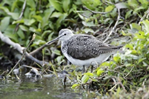 Green Sandpiper - resting on river bank Green Sandpiper - resting on river bank