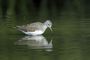 Green Sandpiper - searching for food in river Green Sandpiper - searching for food in river