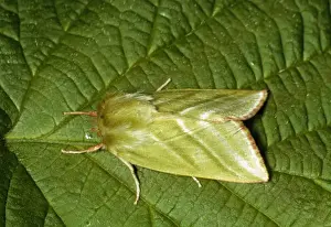 Wildlife Moths Images Prints: Green Silver Lines Moth - on leaf