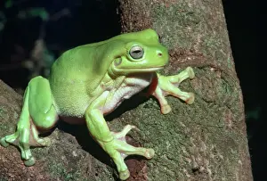 Prints of CAN-1559 Whites Green Tree FROG- in tree Litoria caerulea John Cancalosi Please note that prints are for personal display purposes only and may not be reproduced in anyway. Amphibian Prints: Litoria caerulea Print