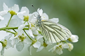 Green-veined White Butterfly - resting on flowers of bird cherry Green-veined White Butterfly - resting on flowers of bird cherry