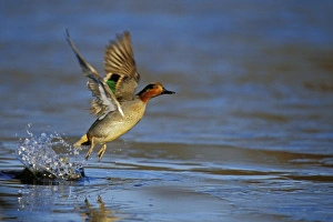 Green-winged Teal - drake lifting off pond Green-winged Teal - drake lifting off pond