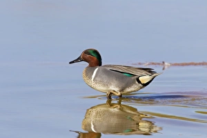 Green-winged Teal - drake / male Green-winged Teal - drake / male