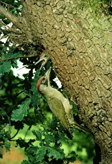 Green Woodpecker Print (Picus viridis) JAB-973