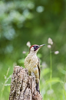 Green Woodpecker - feeding on stump in meadow Green Woodpecker - feeding on stump in meadow