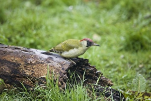 Green Woodpecker - Female feeding on rotting log Green Woodpecker - Female feeding on rotting log