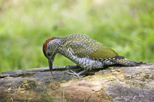 Green Woodpecker - juvenile probing with its tongue for food on a rotting log Green Woodpecker - juvenile probing with its tongue for food on a rotting log