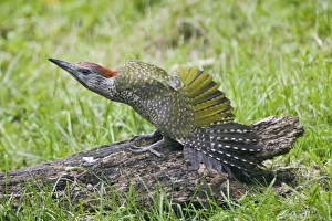 Green Woodpecker - juvenile stretching its wings on a rotting log Green Woodpecker - juvenile stretching its wings on a rotting log