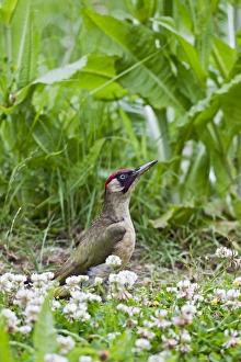 Green Woodpecker - looking for ants in meadow Green Woodpecker - looking for ants in meadow