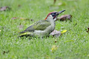 Green Woodpecker - male searching for food in garden Green Woodpecker - male searching for food in garden