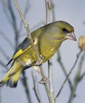 Greenfinch Bird Prints: Greenfinch