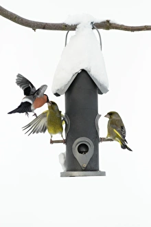 Greenfinch and male Bullfinch (Pyrrhula pyrrhula) - fighting at bird feeding station in Greenfinch and male Bullfinch (Pyrrhula pyrrhula) - fighting at bird feeding station in