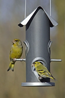 Greenfinch and Siskin (Carduelis spinus) - at feeder in garden Greenfinch and Siskin (Carduelis spinus) - at feeder in garden