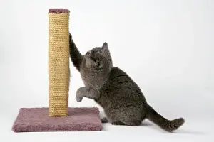 Prints of JD-18207 Grey cat - using scratching post to sharpen claws John Daniels Please note that prints are for personal display purposes only and may not be reproduced in any way. Related Prints: Grey Cat Print JD-18207