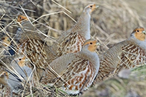 Grey / Common Partridge - covey sunning itself at edge of hedgerow Grey / Common Partridge - covey sunning itself at edge of hedgerow