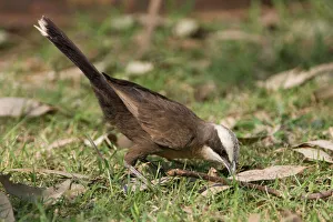 Grey-crowned Babbler - Foraging on a lawn at Mt Barnett Grey-crowned Babbler - Foraging on a lawn at Mt Barnett