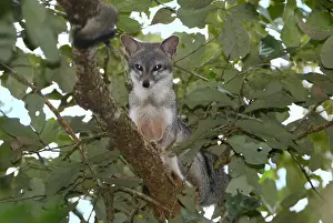 Thomas Marent Photography Prints: Grey Fox Belize