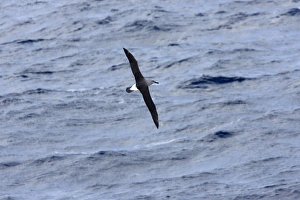 Grey-Headed Albatross - Flying over sea Grey-Headed Albatross - Flying over sea