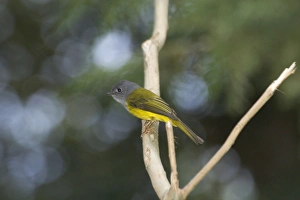 Grey-headed Canary Flycatcher - Inhabits forests and wooded areas. Breeds only in hills Grey-headed Canary Flycatcher - Inhabits forests and wooded areas. Breeds only in hills