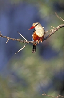 Grey-headed Kingfisher / Chestnut-bellied Kingfisher - Perched on fishing vantage point Grey-headed Kingfisher / Chestnut-bellied Kingfisher - Perched on fishing vantage point
