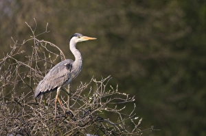 Grey Heron - standing in tree in late evening light Grey Heron - standing in tree in late evening light