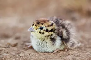 Ornithology Photography Prints: Grey Partridge - chick