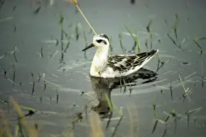 Bird Watching Images Prints: Grey Phalarope - in winter
