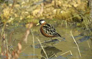 Wildlife Artwork For Sale Prints: Grey Phalaropes