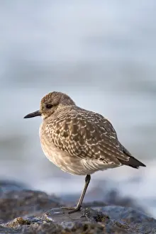 UK Birds Prints: Grey Plover - Cornwall - UK