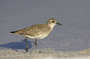 Grey Plover - running along edge of lagoon Grey Plover - running along edge of lagoon