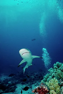 Grey Reef Shark - Shark coming towards camera showing mouth slightly open, breathing Grey Reef Shark - Shark coming towards camera showing mouth slightly open, breathing