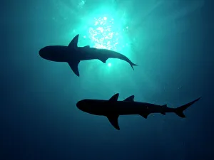 Grey Reef Sharks - Grey Reef sharks, Once common through out the Indo Pacific tropical waters these reef dwelling Grey Reef Sharks - Grey Reef sharks, Once common through out the Indo Pacific tropical waters these reef dwelling