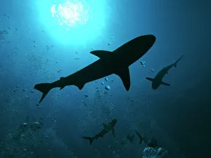 Grey Reef Sharks - swim through the divers bubbles without fear Grey Reef Sharks - swim through the divers bubbles without fear