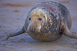 Grey Seal - male showing wounds from territorial fighting during mating season Grey Seal - male showing wounds from territorial fighting during mating season