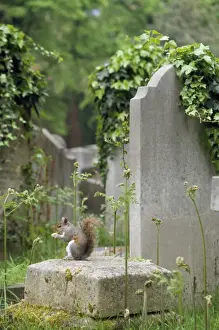 Ardea Wildlife Prints: Grey Squirrel - in cemetry UK