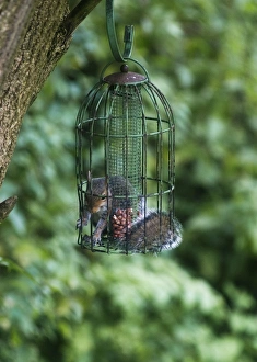 Grey Squirrel - feeding inside squirrel proof bird nut feeder Grey Squirrel - feeding inside squirrel proof bird nut feeder