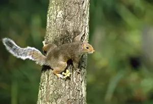 Grey Squirrel Print - Flicking Tail UK