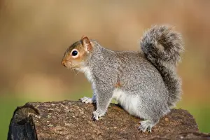 Cornwall Wildlife Photography Prints: Grey Squirrel - on log - Cornwall - UK