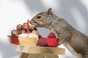 Grey Squirrel on a miniature picnic bench eating nuts and fruit Grey Squirrel on a miniature picnic bench eating nuts and fruit