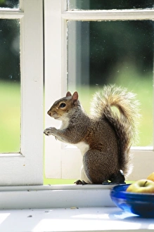 Grey SQUIRREL - On windowsill Grey SQUIRREL - On windowsill