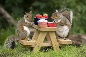 Two Grey Squirrels on a mini picnic bench eating nuts & fruit Two Grey Squirrels on a mini picnic bench eating nuts & Two Grey Squirrels on a mini picnic bench eating nuts & fruit Two Grey Squirrels on a mini picnic bench eating nuts &