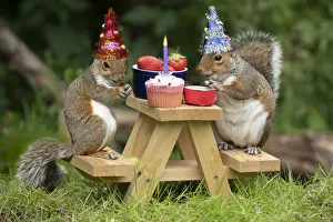 Two Grey Squirrels on a mini picnic bench having a birthday party Date: 18-Mar-19 Two Grey Squirrels on a mini picnic bench having a birthday party Date: 18-Mar-19