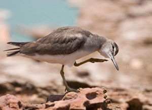 Grey-tailed Tattler - head scratching a winter-plumaged bird Grey-tailed Tattler - head scratching a winter-plumaged bird