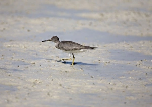 Grey-tailed Tattler - peering sideways Grey-tailed Tattler - peering sideways